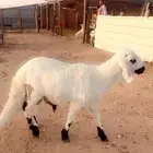 سواكن مرابي 4شهور أوزان عاليه وشرط اللحم والطعم جوده