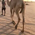 للبيع رحول ابل (( تم البيع))