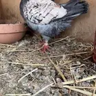 حمام كنق