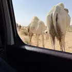 حاشي لباني