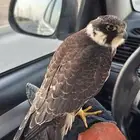 بكه