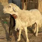 فحل حري مشروط