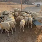 للبيع رخال رفيديات بلدي 80راس بلدي تم البيع تم البيع