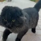 قطه خليط شيرازي و شكوتش فولد