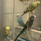 جوز بادجي منتجه( طيور الحب )
