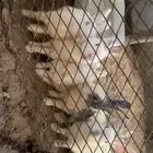 5 ارانب للبيع سليمه ولا تشكي من اي شي للبيع لايجي الا الصام