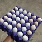 بيض دجاج عربي