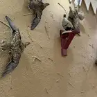 قطا كدري ونغاق محنط