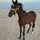 فرس شعبيه كفوو