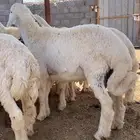 بهم حري ذبايح حري