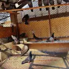 حمام بلدي ولع واسود