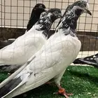 حمام باكستاني جوانسر - داب ولا - رام