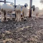 ذبايح ثلاجه