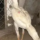 ديك سندي مسيوم 100
