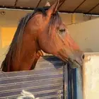 حصان عربي كفو