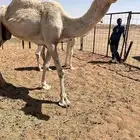للبيع ضرايب ثنتين ومفروده عجاريديه شقحاء وحيسوني حوار اوضح
