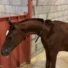 مهر واهو لم يسجل