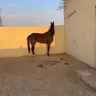 حصان انتاج حصان اسباق له انجازات وله مقطع انطلاقه ودخل