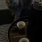 قط لتبني