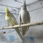 جوز كروان معه فرخ