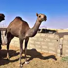 حشووو للبيع