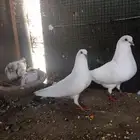 جوز وحشي تب مع انتاجه