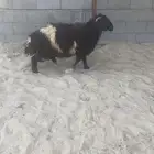خروف نعيم