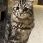 قطه انثى اليفه واضح حقت بيت حنونه اللي يبغاها يخاف الله