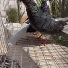 طيور حمام قلابي