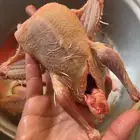 فروخ حمام للبيع