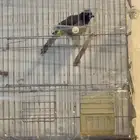 اعرضلكم طيور شرط