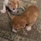 للتبني