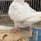 جوز كنق معه فرخ