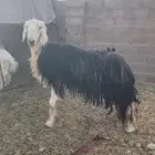 خروف صنف الصنف
