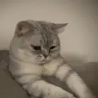 قطوه