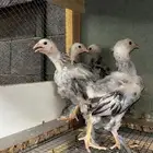 براهما كولمبي سلاله كونك TOB1