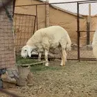 خروف جذع صنف   تم البيع