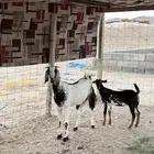 جفار سمان فل فل شحم ( تم البيييع )