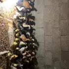 فروخ دجاج وبط