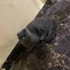 زوج قطط للبيع