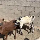 تيس فحل بيشي