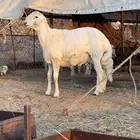 مشاريع فحول