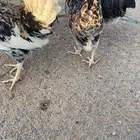 دجاج طقم ترثه قديم