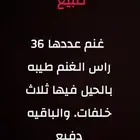 غنم للبيع