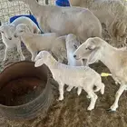 غنم حري