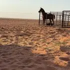 حصان كفو وطيب وصحه وسلامه الحمدلله