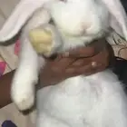 أرنب