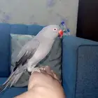 انثى دره هولندي اليفه جدا جدا