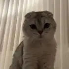 قط سكوتش فولد