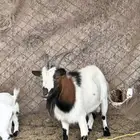 ماعز قزم للبيع